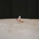 Cleansing Ring with Rock Crystal 18